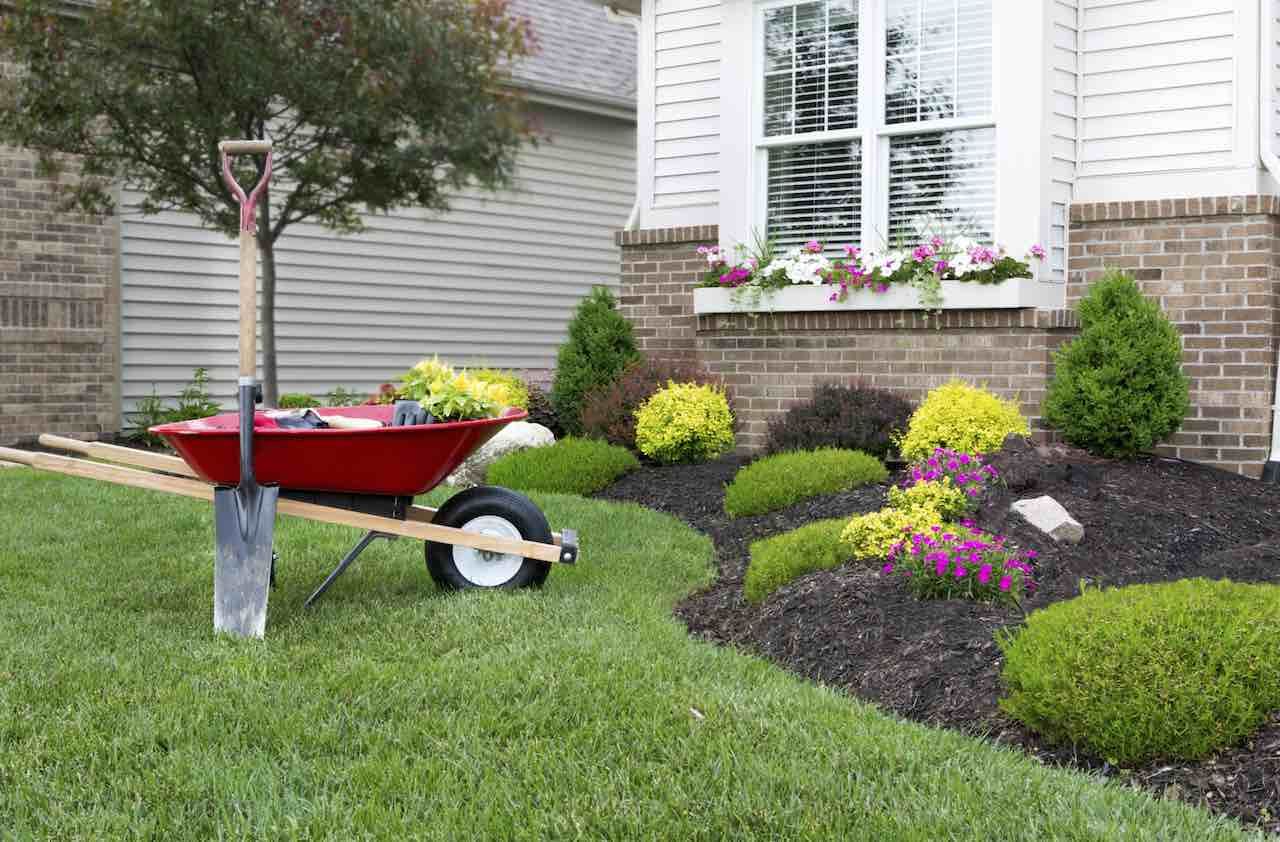 Planting a celosia flower garden around a house