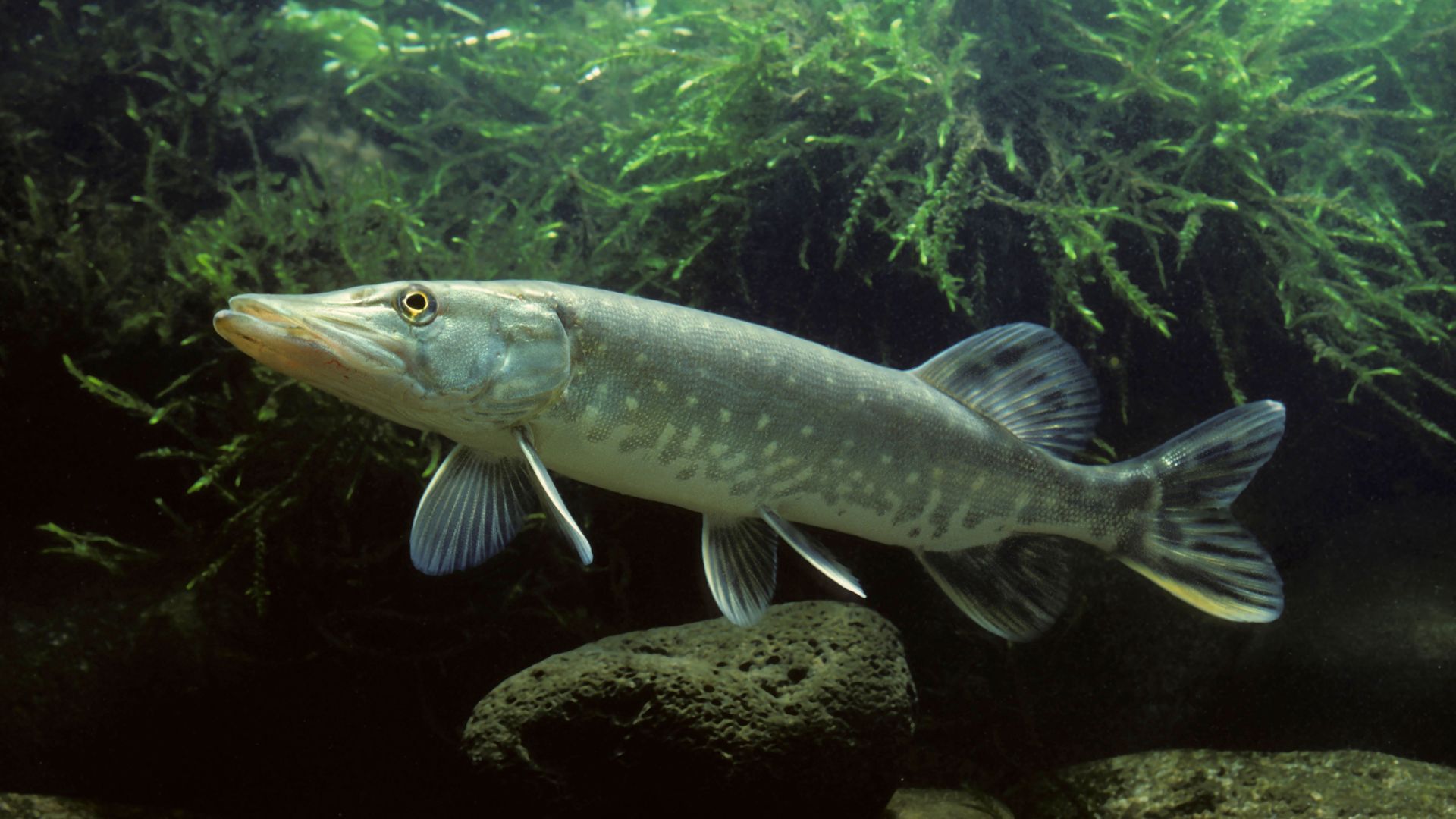 A pike swimming in the river