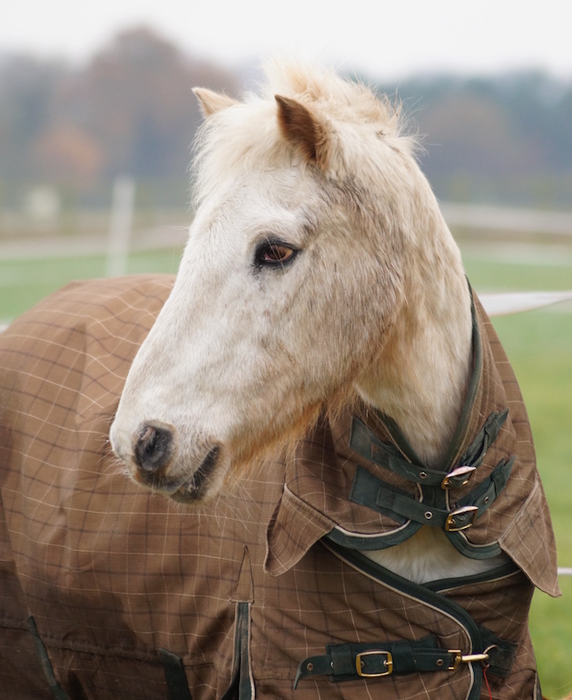 redwingshorsesanctuary_50126835686.jpg