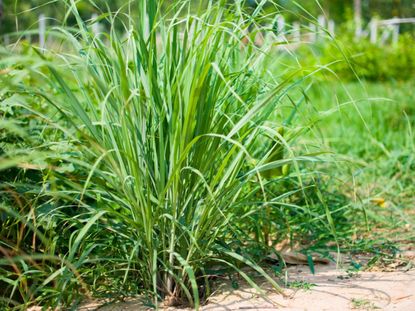 Lemongrass growing in a garden