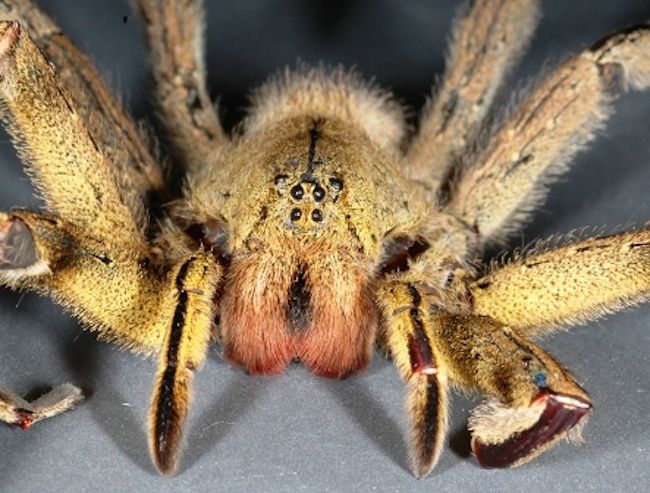 A Brazilian wandering spider.