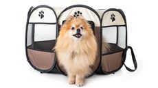 Dog exiting a play pen