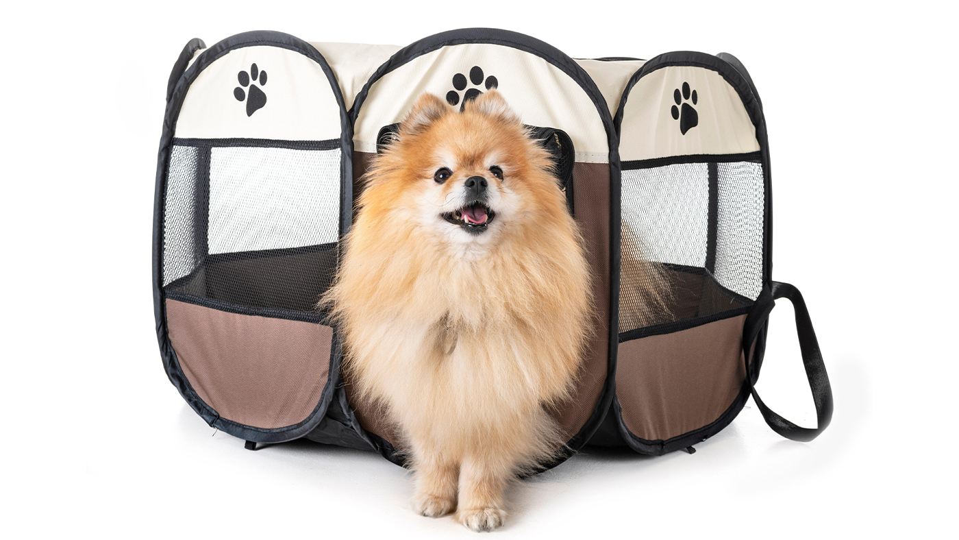 Dog exiting a play pen