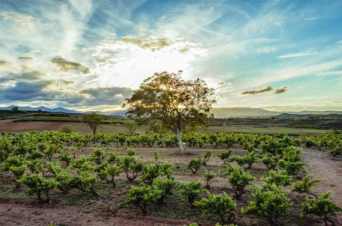 Grapes growing in Alto Najerilla Valley in the foothills of the Sierra de la Demanda in Rioja, Spain as part of the Vi&ntilde;edos El Pacto project