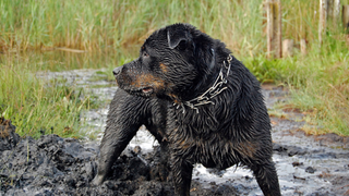 Dog wearing a prong collar standing in the mud