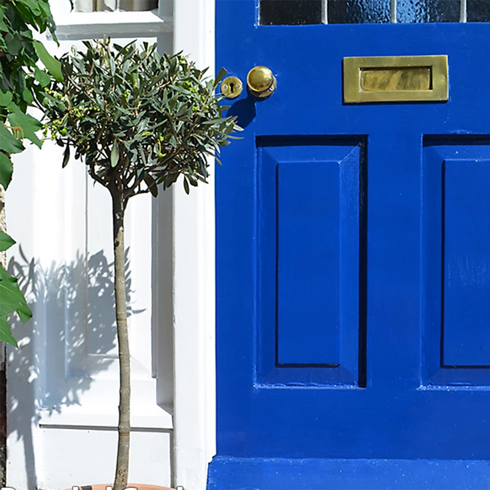olive tree beside a bright blue front door