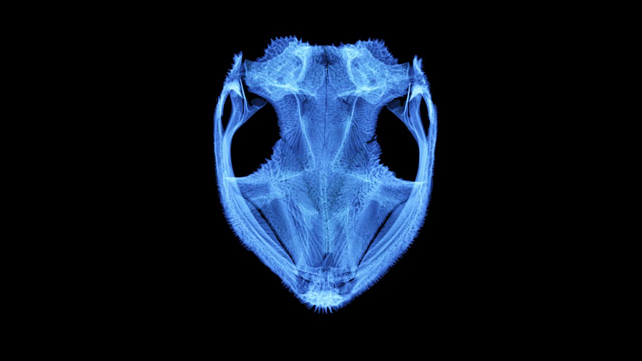 Aparasphenodon brunoi (Bruno's casque-headed frog, Brazil). Three species of hyperossified frog, including Bruno's casque-headed frog, were recently discovered to be venomous with enlarged poison glands that are associated with the spines of the skull. When a predator rams the head of one these frogs, specialized spikes pierce through the glands just under the skin as a defense.