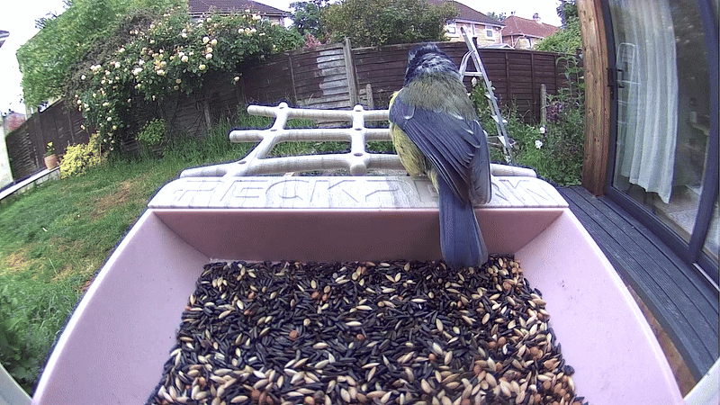 A GIF of a Eurasian bluetit bird landing on a feeder