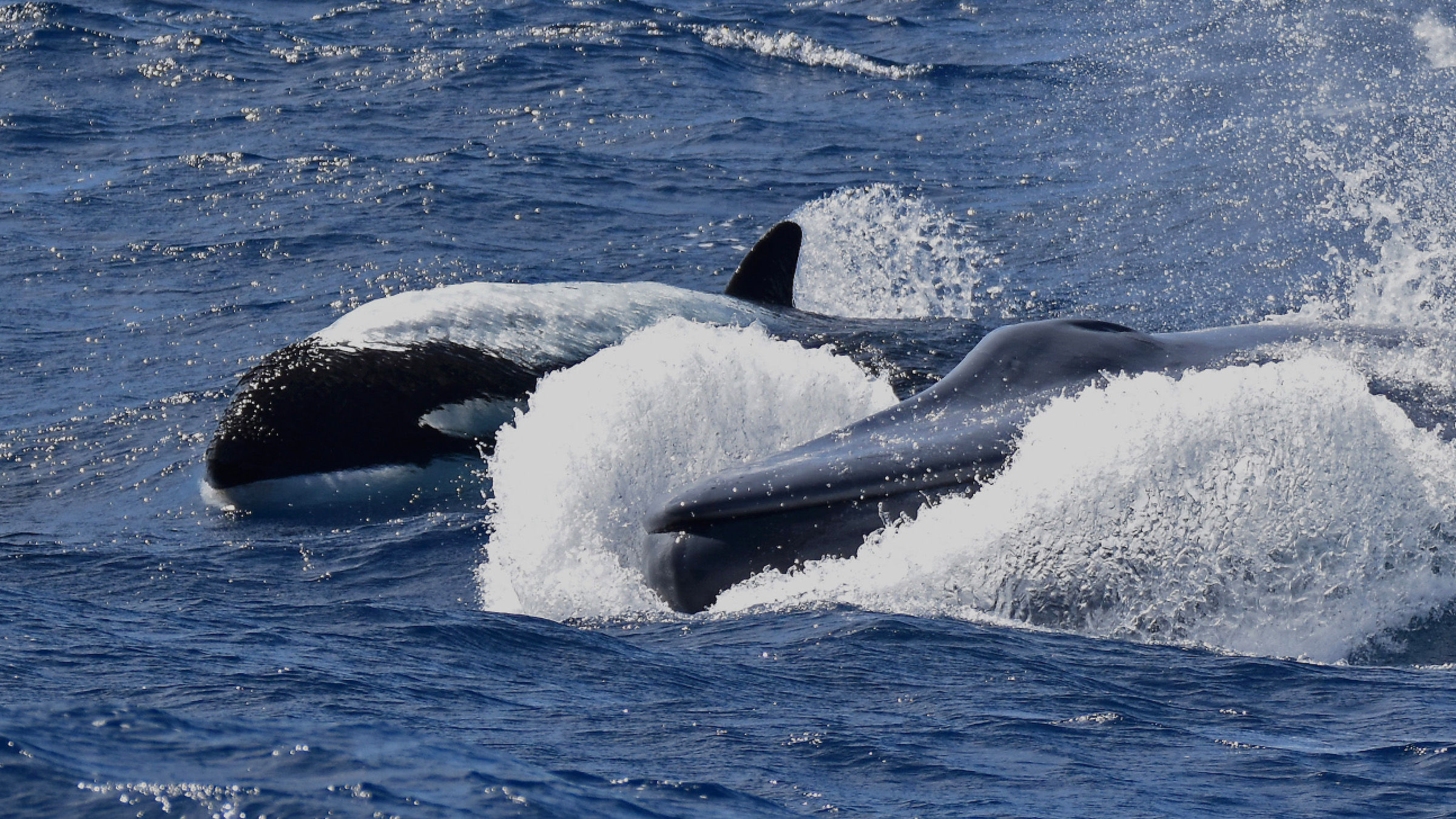 Orcas jagten den Blauwal, während sie ihn die ganze Zeit bissen und versuchten, ihn dazu zu bringen, langsamer zu werden.