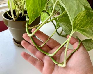 Close up of hand holding pothos stem and showing nodes