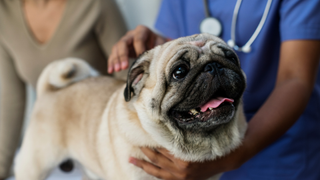 Pug being checked over by a vet