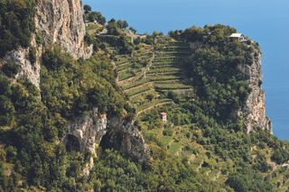 ringing the Mediterranean into your Garden: how to capture the natural beauty of the garrigue