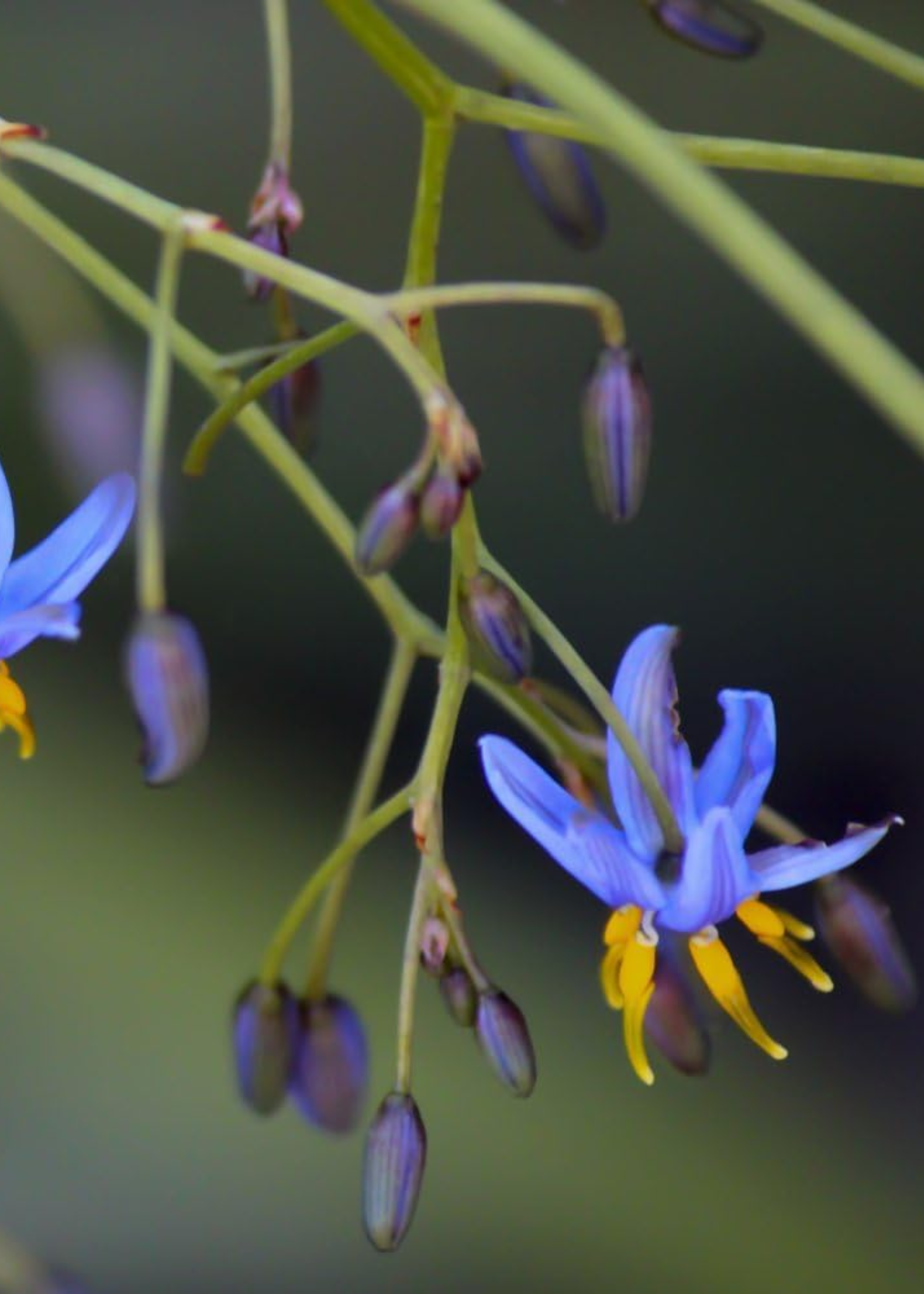 A dianella tasmanica flower