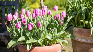 picture of pink tulips in a terracotta pot