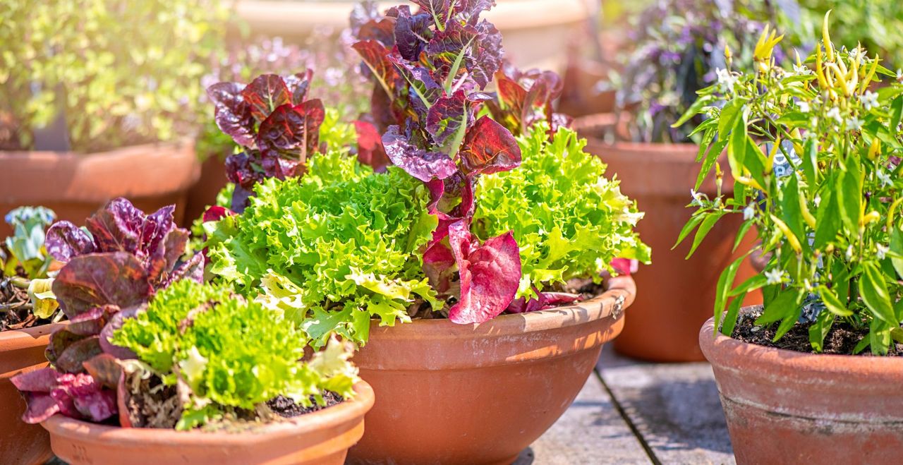 Lettuce and salad leaves growing in a terracotta pot in a sunny garden