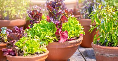 Lettuce and salad leaves growing in a terracotta pot in a sunny garden