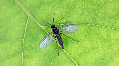 fungus gnat on leaf