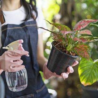 Spraying houseplant