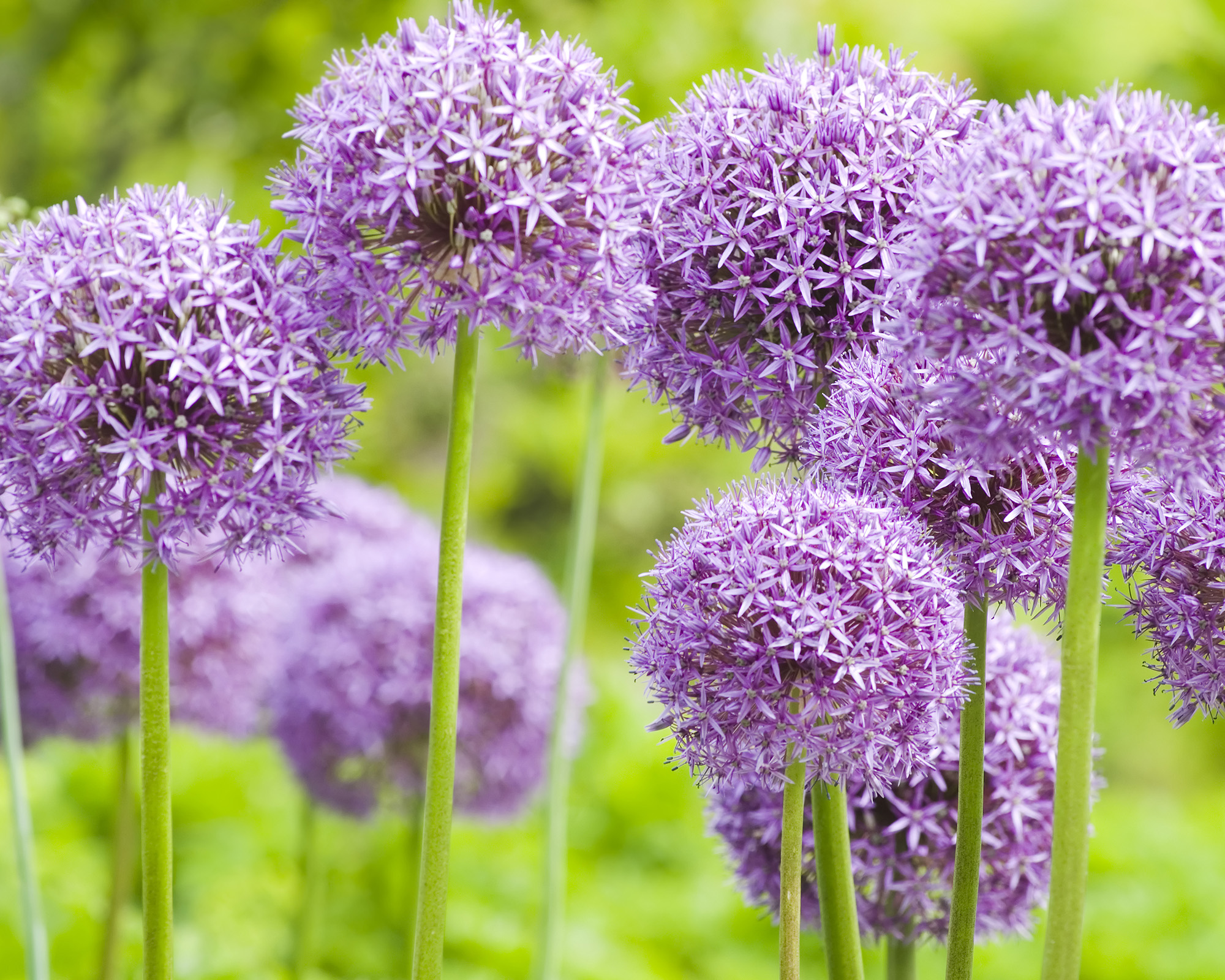Purple heads of allium flowers