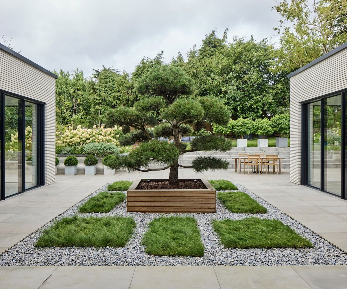 A bonsai tree in a garden surrounded by gravel on a raised bed
