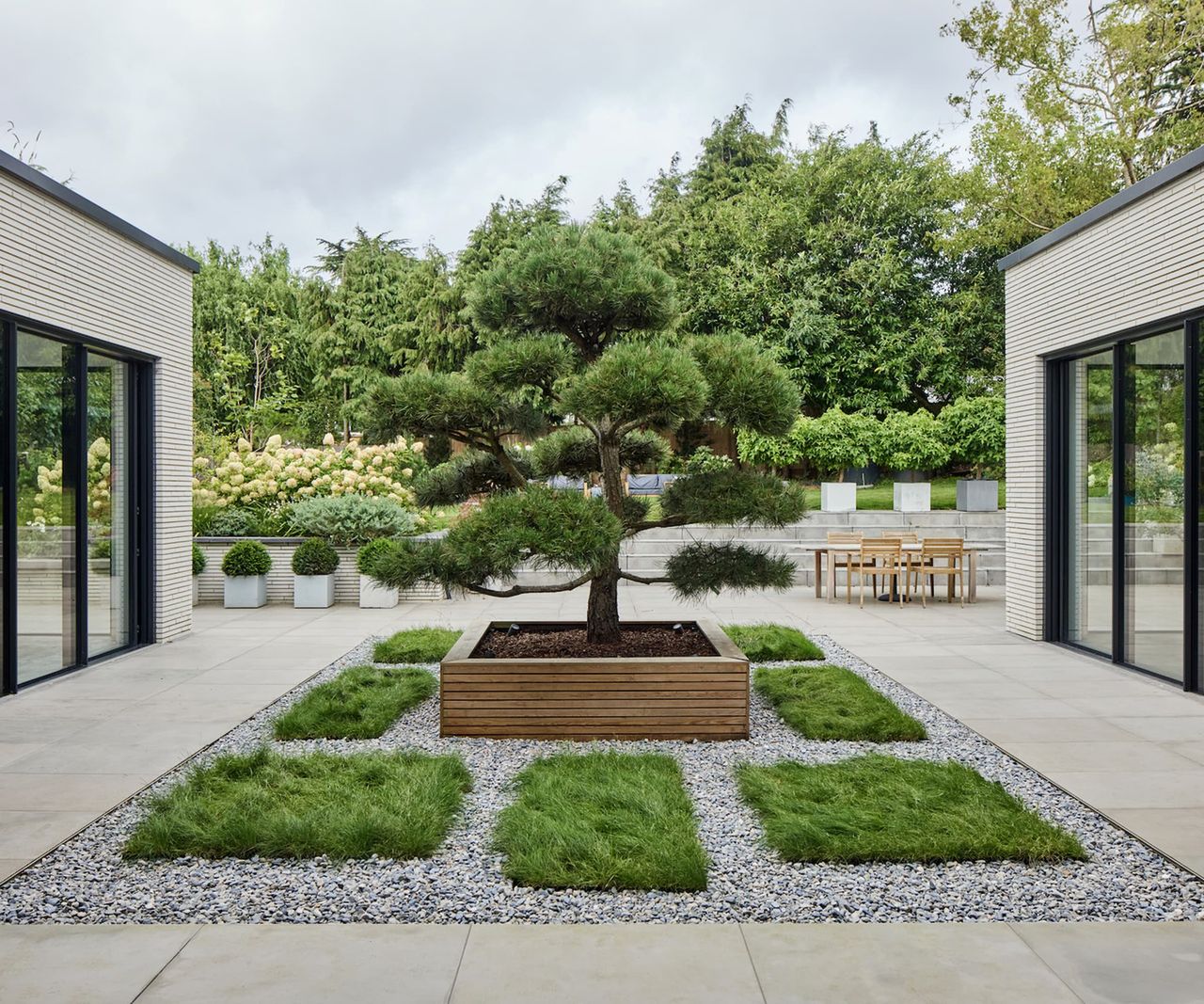 A bonsai tree in a garden surrounded by gravel on a raised bed