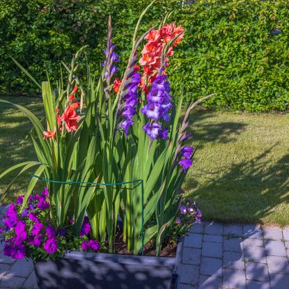 how to plant gladiolus bulbs in pots red and purple gladiolus flowers in rectangle plant pot with on grey brick path beside grass lawn