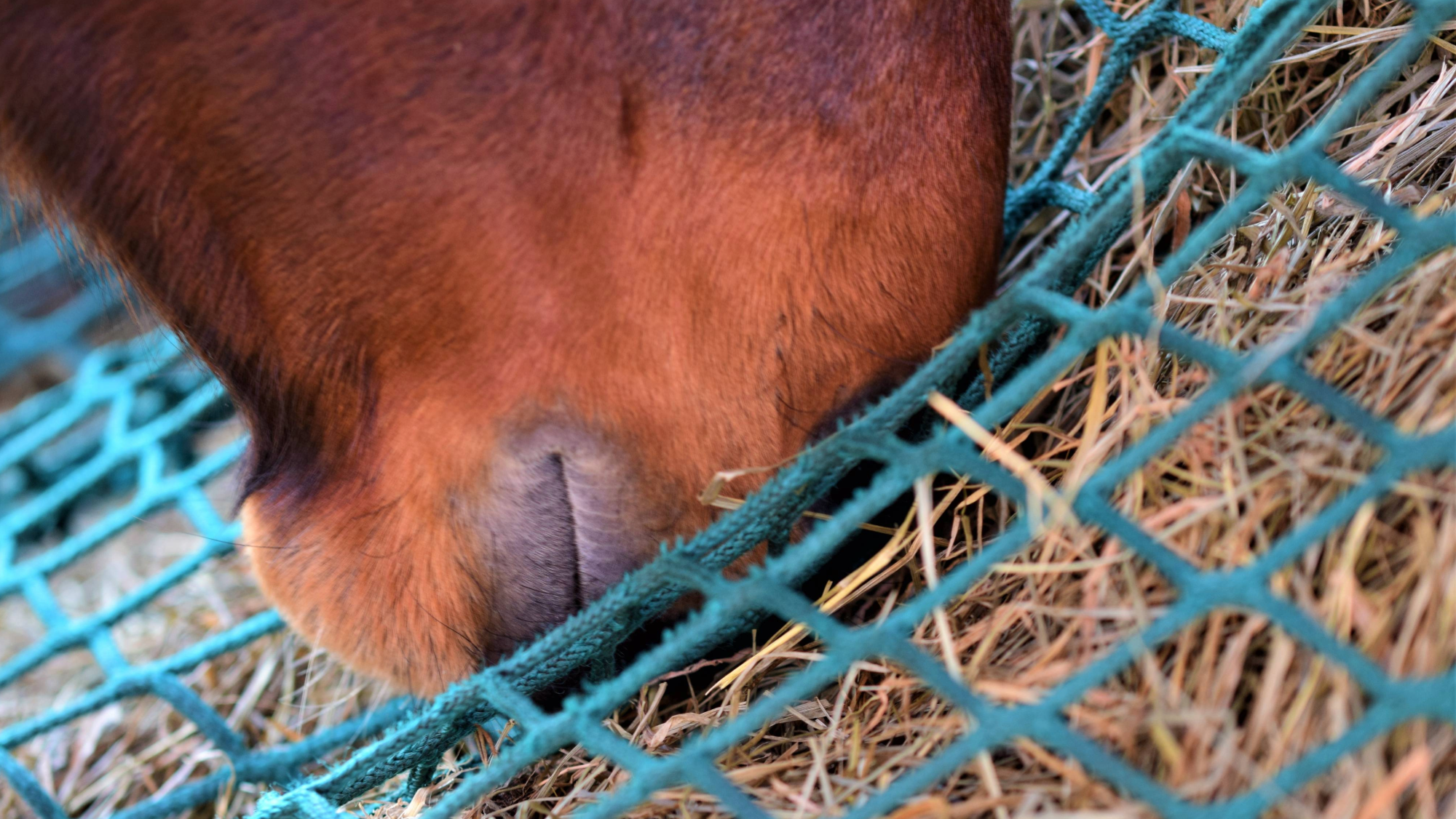 A bay horse presses his nose into a green haynet of soaked hay