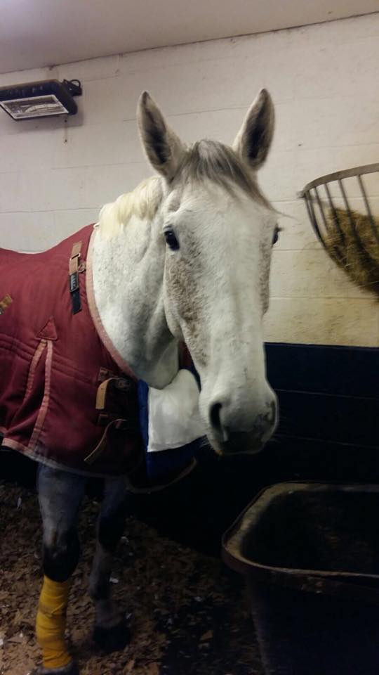 Willow_Photo-Credit_Oakham-Veterinary-Hospital-Equine.jpg