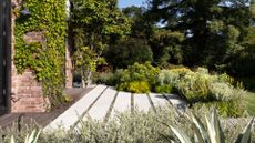 A backyard with groundcover, a green lawn and cement panelled steps