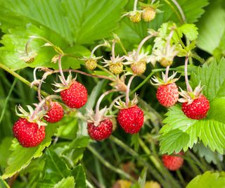 strawberry varieties Fragaria vesca woodland strawberries ripening on plants