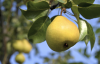 Orient pear tree, Yardzen