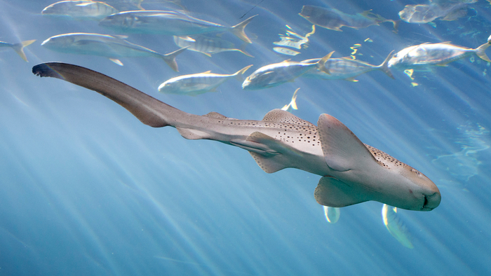 Natation adulte de requin zèbre.