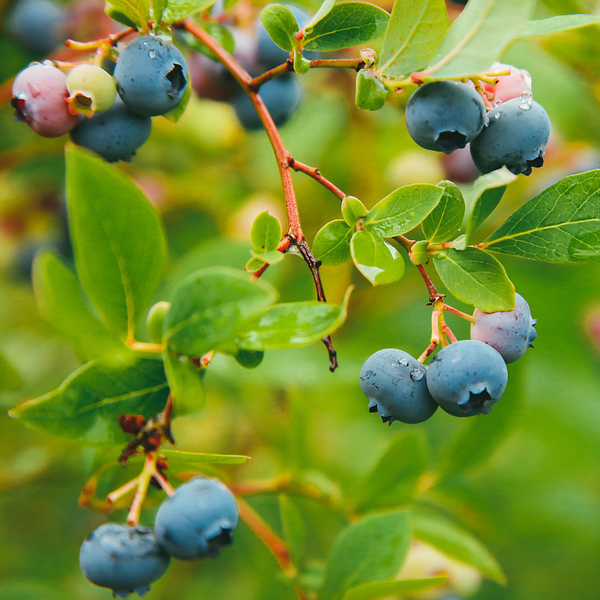 How to grow blueberries so you never have to buy them again | Ideal Home
