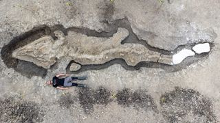 Enormous sea dragon fossil from 180 million years ago discovered in England  | Live Science