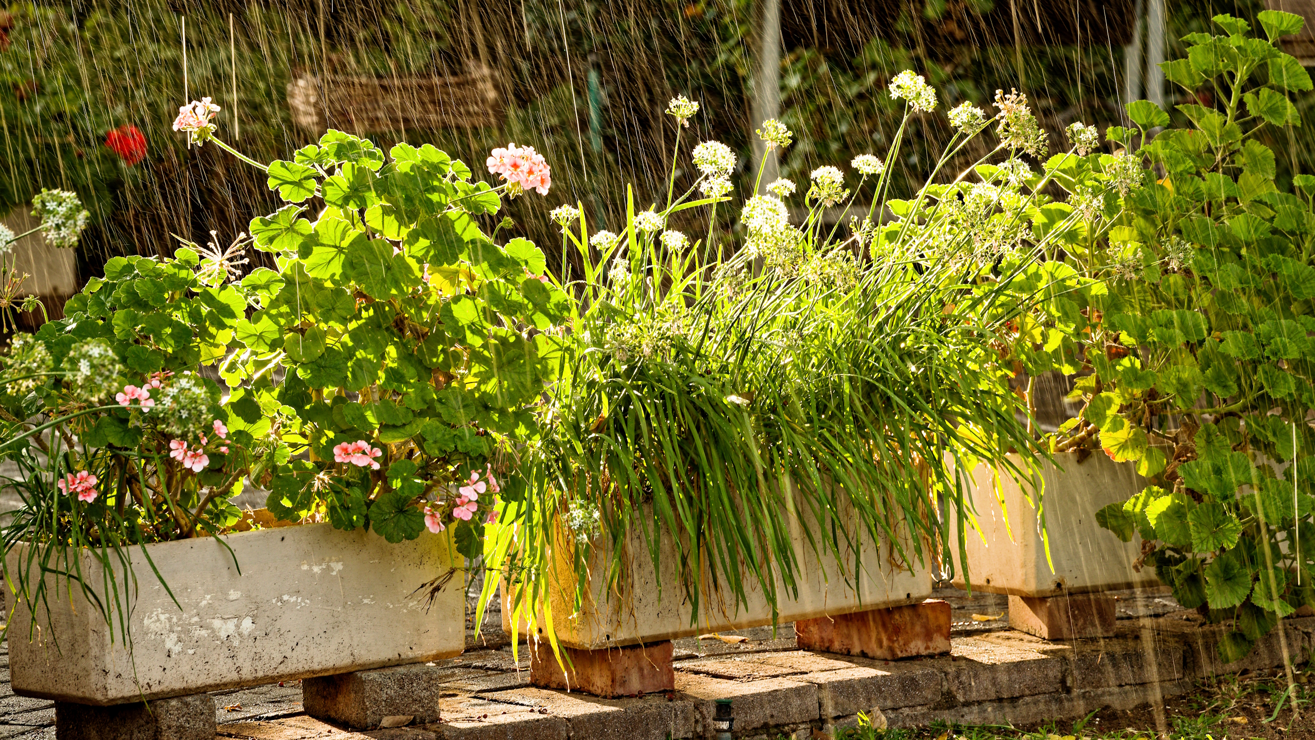Plants in raised containers against a backdrop of rain