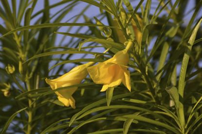 yellow oleander