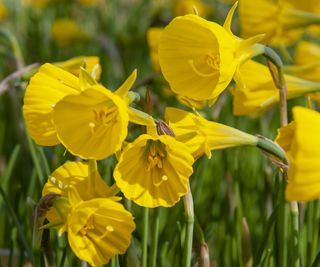 Narcissus Bulbocodium Golden Bells