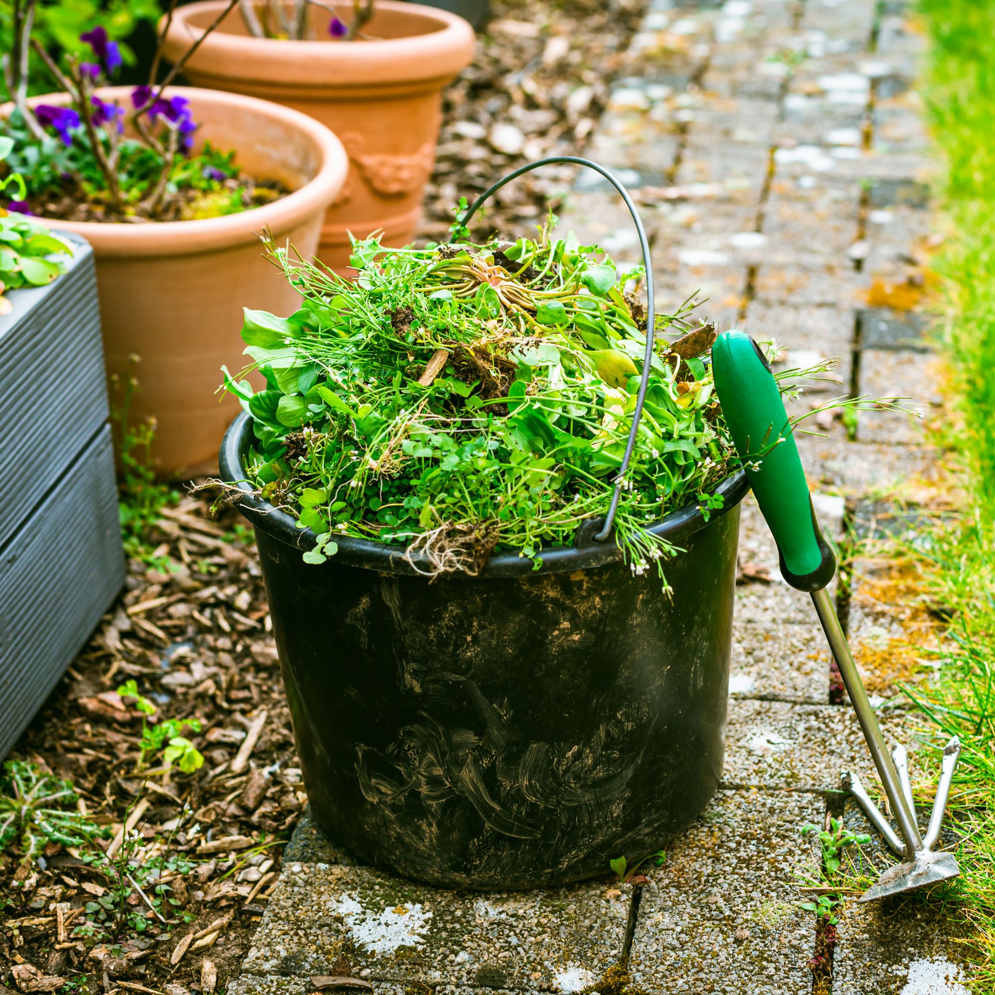 garden weeds in bucket
