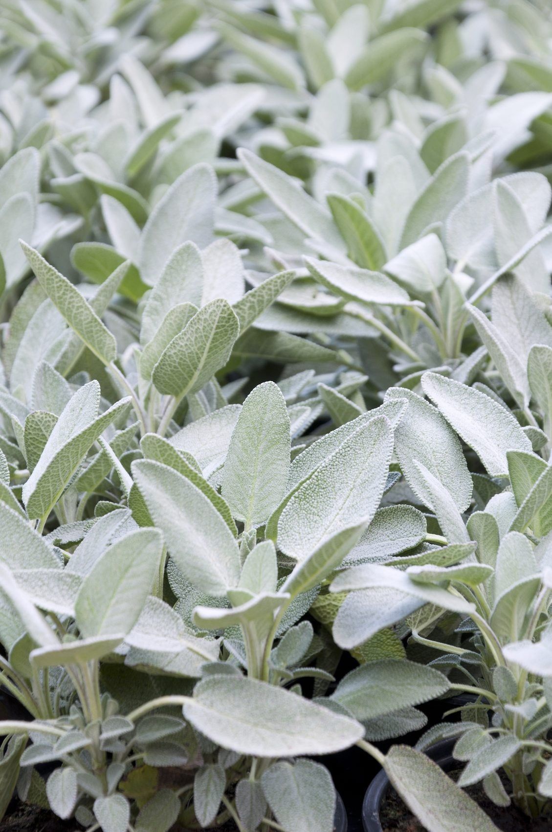Sage Plant Varieties Information On Common Types Of Sage Plants