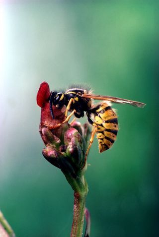 A close up photo of a hornet on a flower