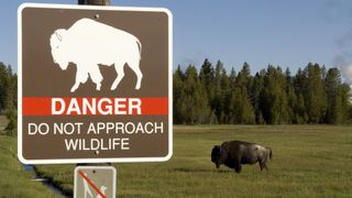 Sign and Buffalo in Yellowstone National Park