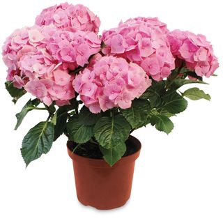pink colour hydrangeas potted flower plant