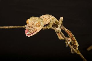 Common Leaf-tailed gecko