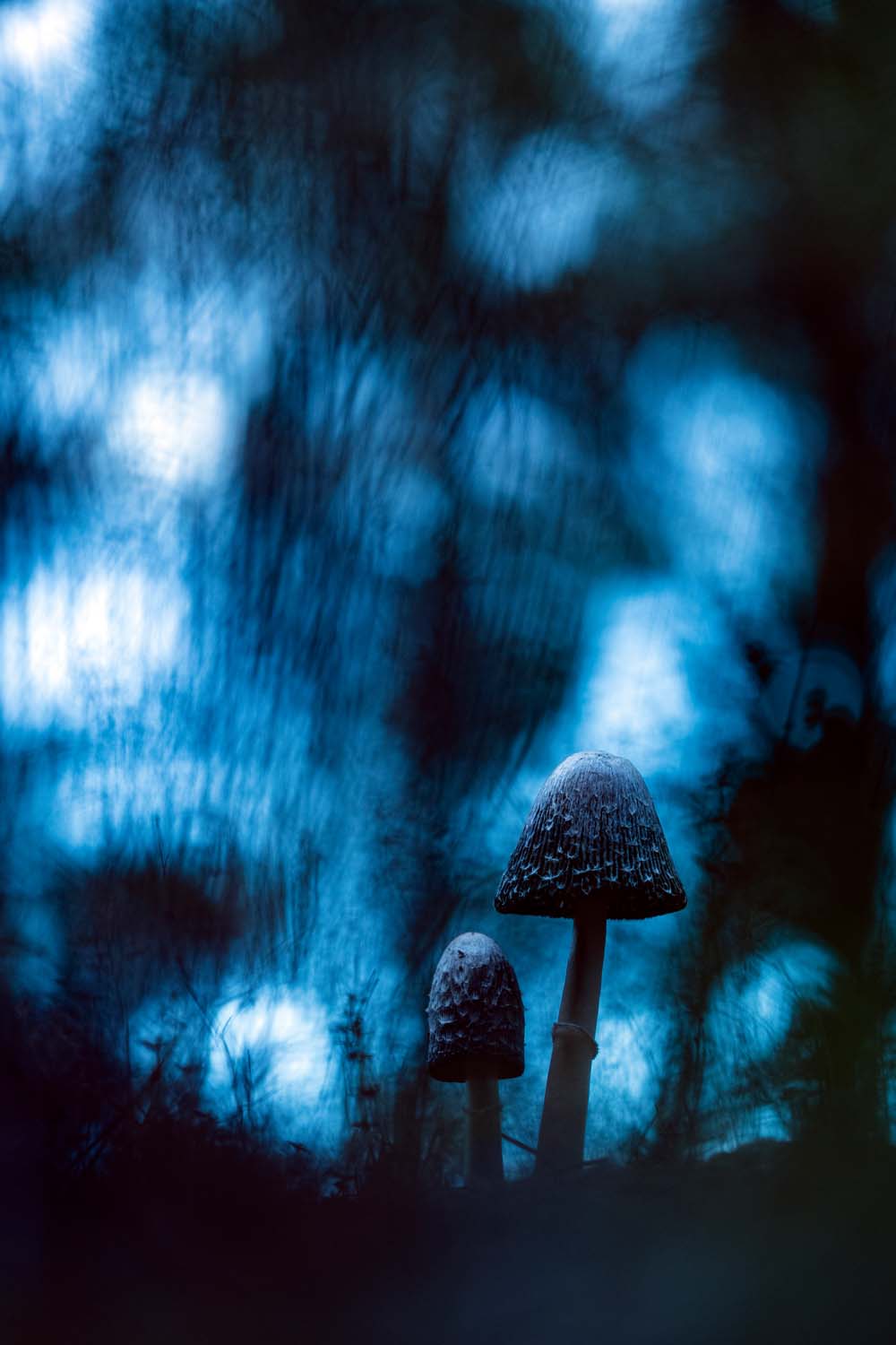 European Wildlife Photographer of the Year Award 2022