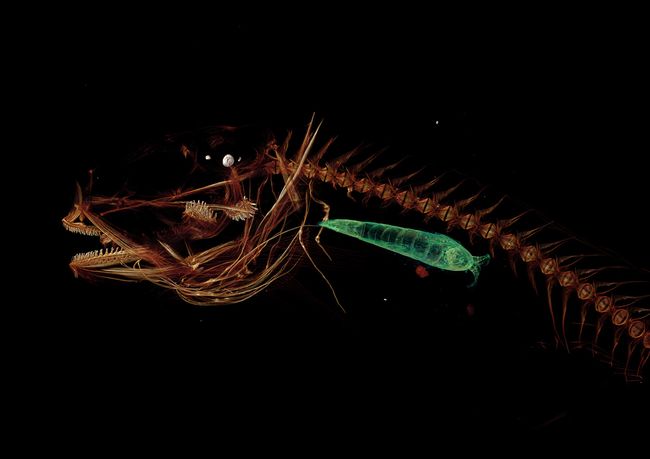 Now, That's Deep! Mariana Trench Fish Lives 5 Miles Down | Live Science