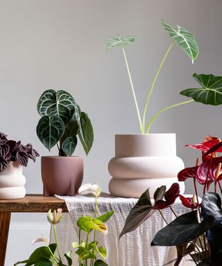 Leafy plants in white and pink plant pots on a wooden table, with a soft, thin, white muslin cloth draped over half