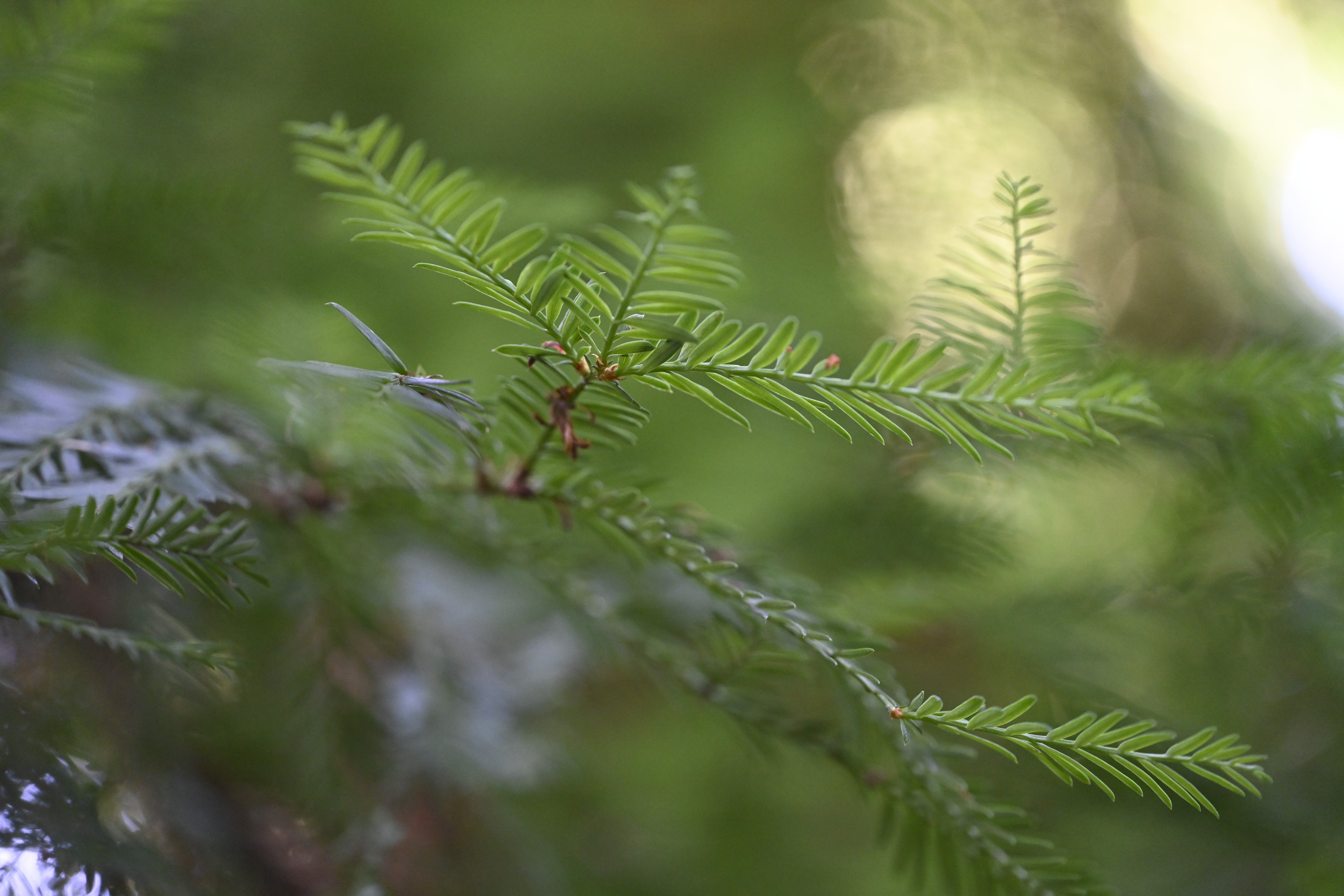 Close-up of some pine needles, shot on the Nikon Nikkor Z MC 105mm f/2.8 VR S