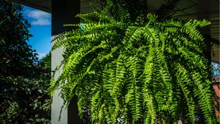 Boston fern in hanging planter in garden