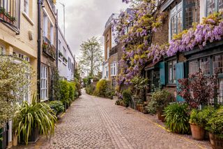 Purple wisteria hangs from balconies of flats along a cobblestone street in South Kensington, London