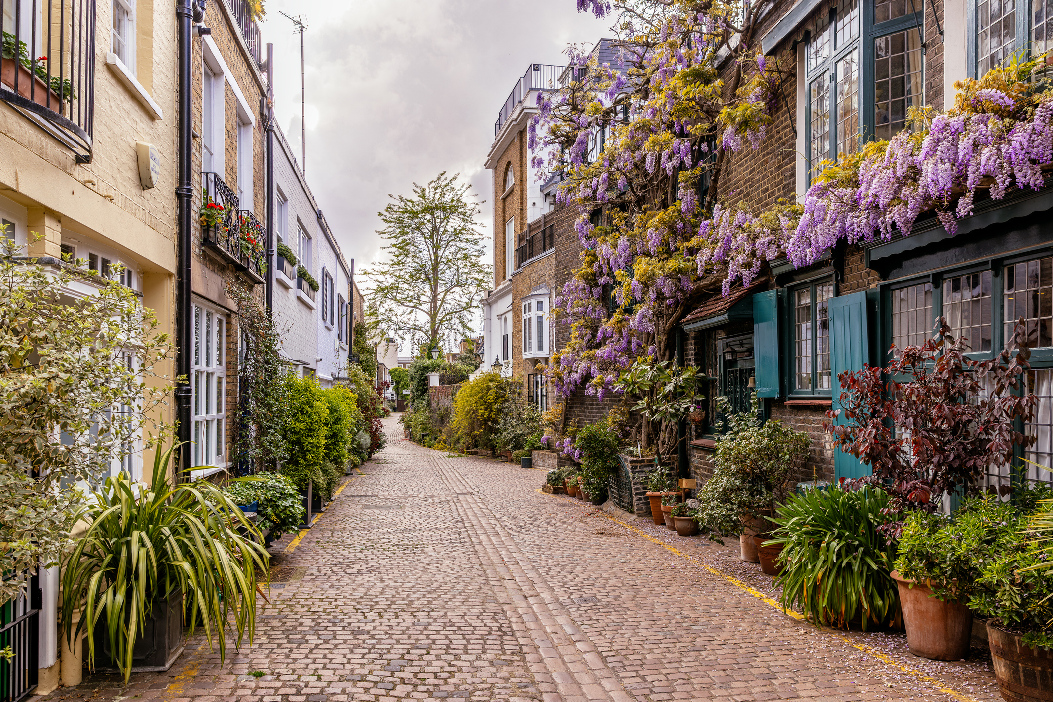 Purple wisteria hangs from balconies of flats along a cobblestone street in South Kensington, London